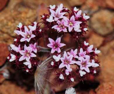 Chorizanthe wheeleri