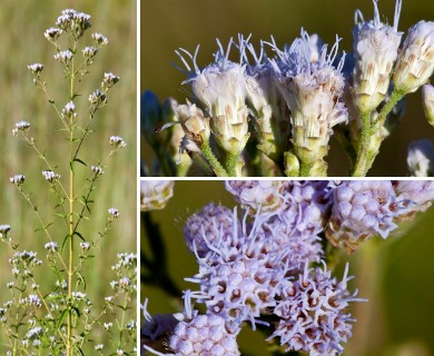 Chromolaena ivifolia