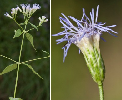 Chromolaena odorata