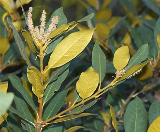 Chrysolepis sempervirens