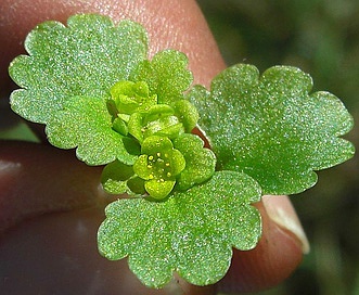 Chrysosplenium iowense