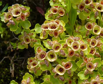 Chrysosplenium tetrandrum