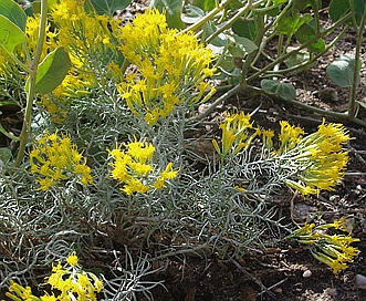 Chrysothamnus depressus