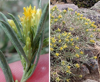 Chrysothamnus humilis