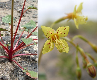 Chylismia scapoidea