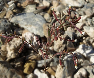 Chylismiella pterosperma