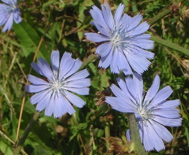 Cichorium intybus