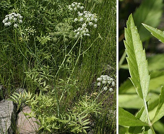 Cicuta douglasii