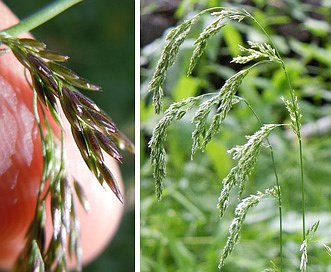 Cinna latifolia