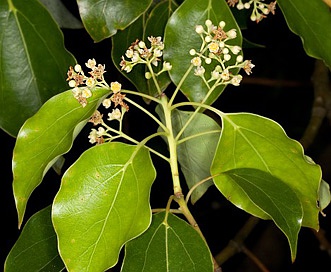 Cinnamomum camphora