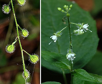 Circaea X intermedia