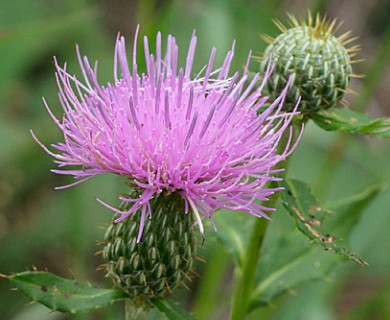 Cirsium altissimum