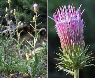 Cirsium andersonii