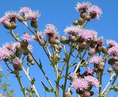 Cirsium arvense