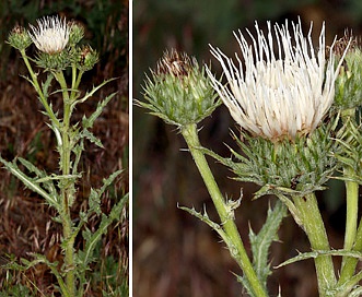 Cirsium cymosum