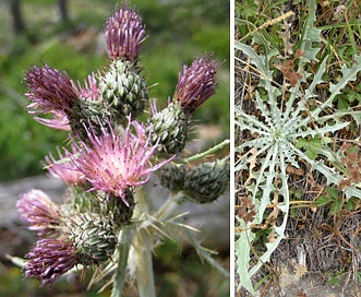 Cirsium douglasii