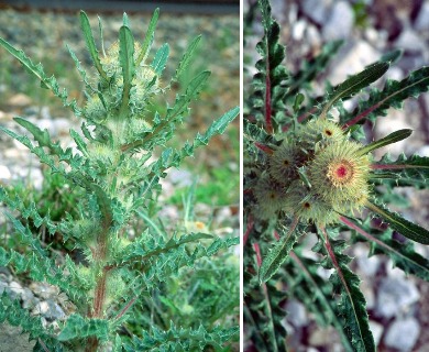 Cirsium drummondii