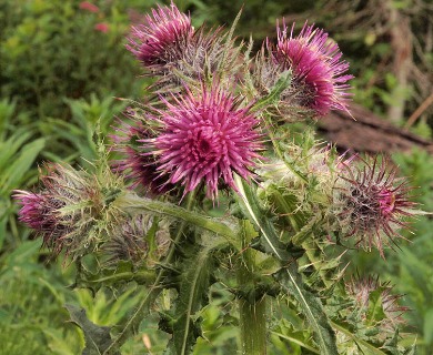 Cirsium edule