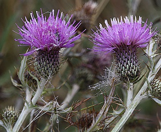 Cirsium flodmanii