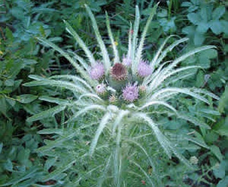 Cirsium foliosum