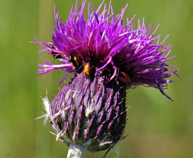 Cirsium grahamii