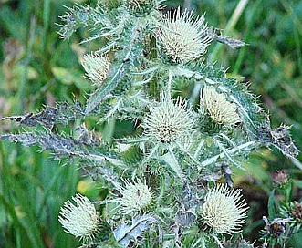 Cirsium hookerianum