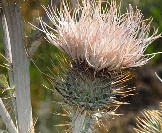 Cirsium inamoenum