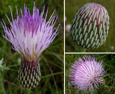 Cirsium lecontei