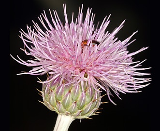 Cirsium mohavense