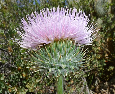 Cirsium occidentale