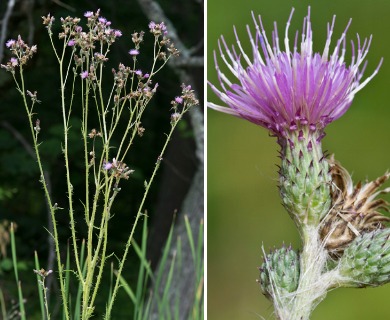 Cirsium palustre