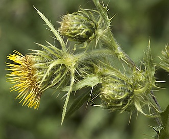 Cirsium parryi