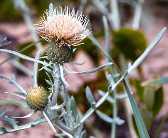 Cirsium pitcheri