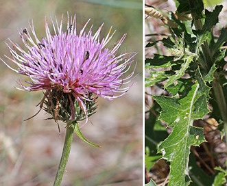 Cirsium pulcherrimum