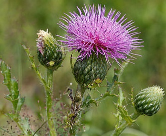 Cirsium pumilum