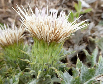 Cirsium quercetorum