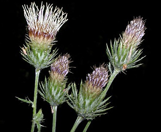 Cirsium remotifolium