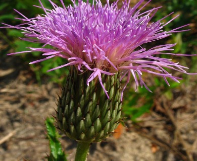 Cirsium repandum