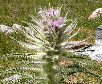 Cirsium scariosum