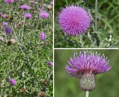 Cirsium texanum