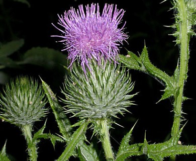 Cirsium vulgare