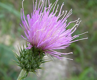 Cirsium wheeleri