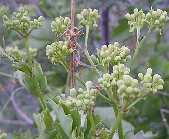 Cissus trifoliata