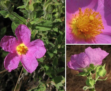 Cistus creticus