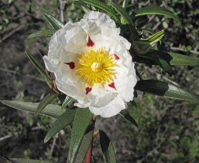 Cistus ladanifer