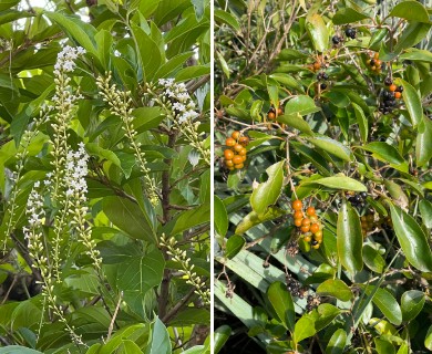 Citharexylum spinosum