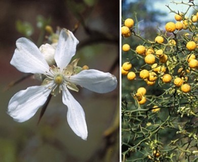 Citrus trifoliata