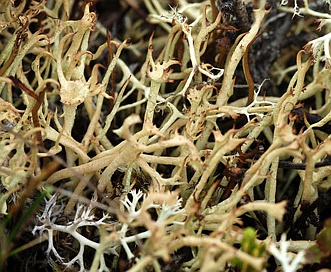 Cladonia amaurocraea