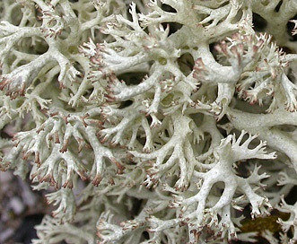 Cladonia arbuscula