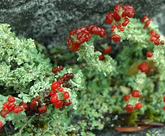 Cladonia bellidiflora